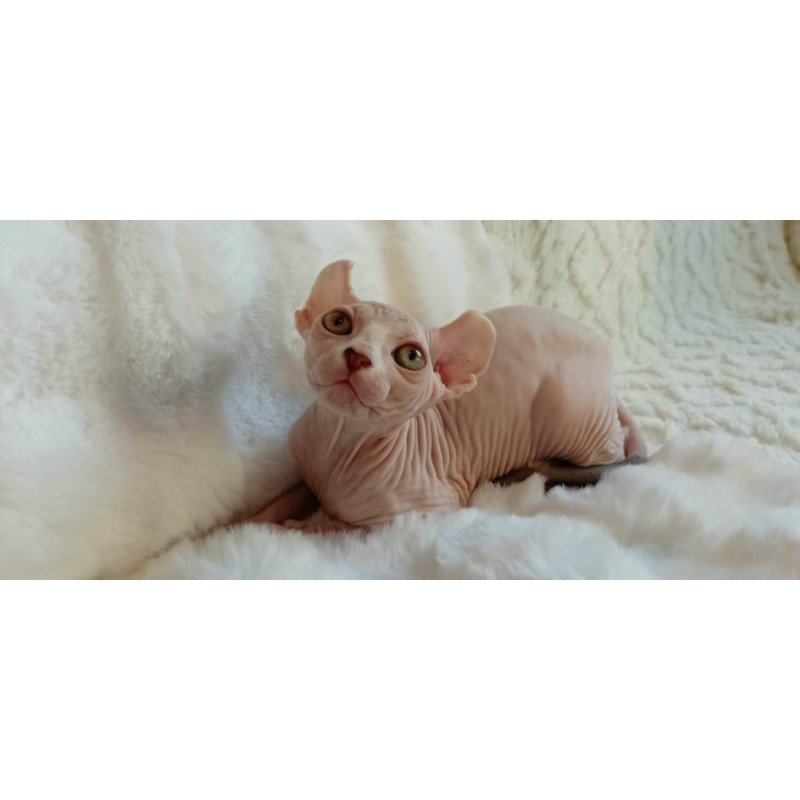 Sphynx POLIN Adele