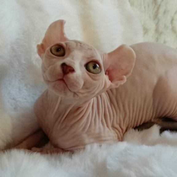 Sphynx POLIN Adele