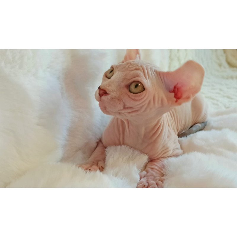 Sphynx POLIN Adele