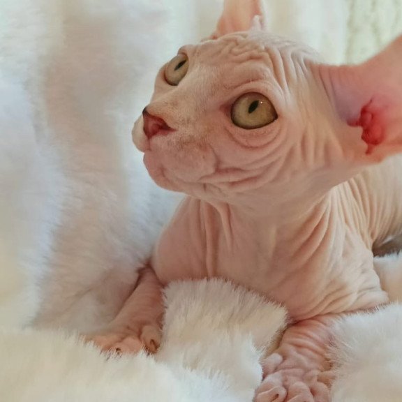 Sphynx POLIN Adele