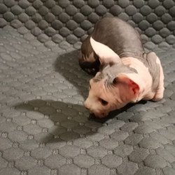 Sphynx POLIN Achilles