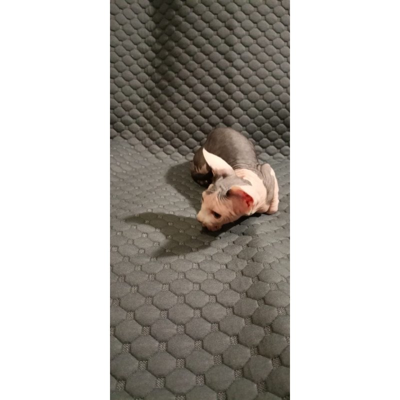 Sphynx POLIN Achilles