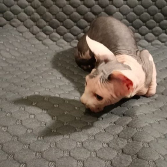 Sphynx POLIN Achilles