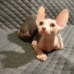 Sphynx POLIN Achilles