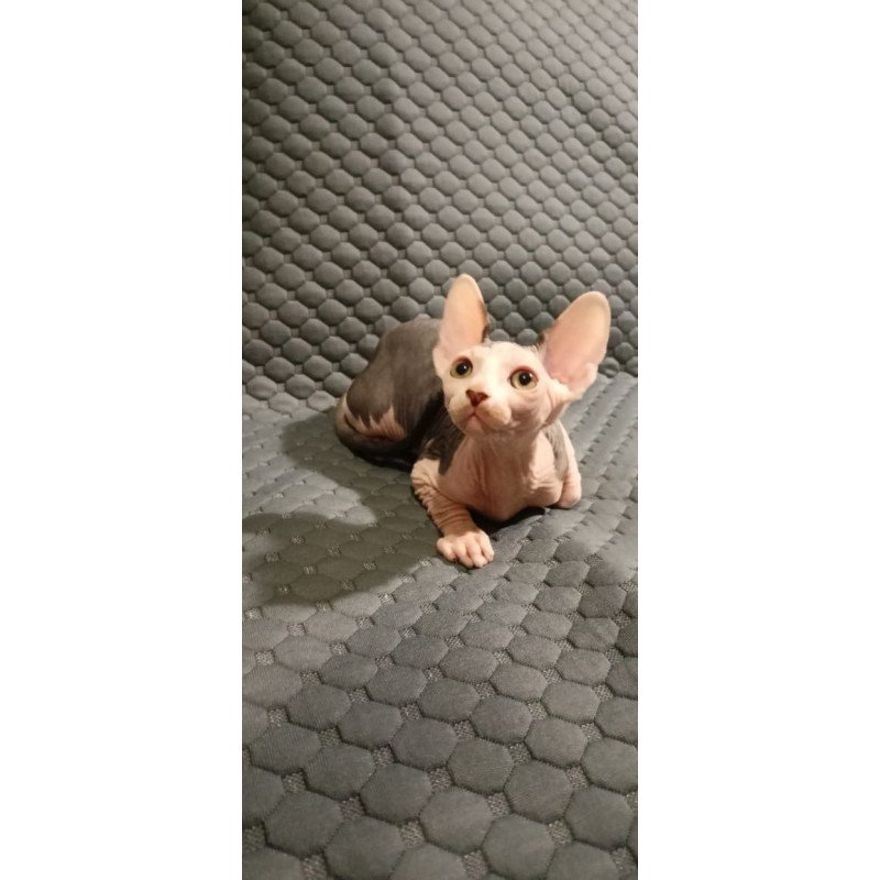 Sphynx POLIN Achilles