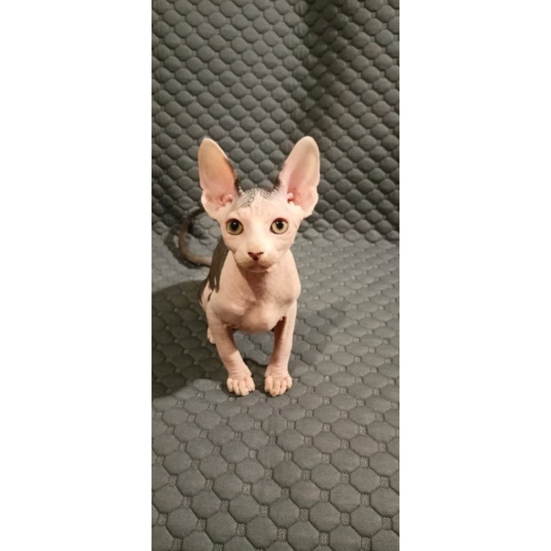 Sphynx POLIN Achilles
