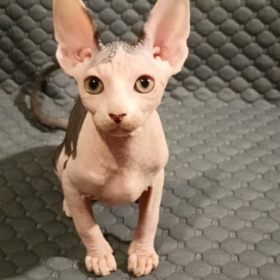 Sphynx POLIN Achilles