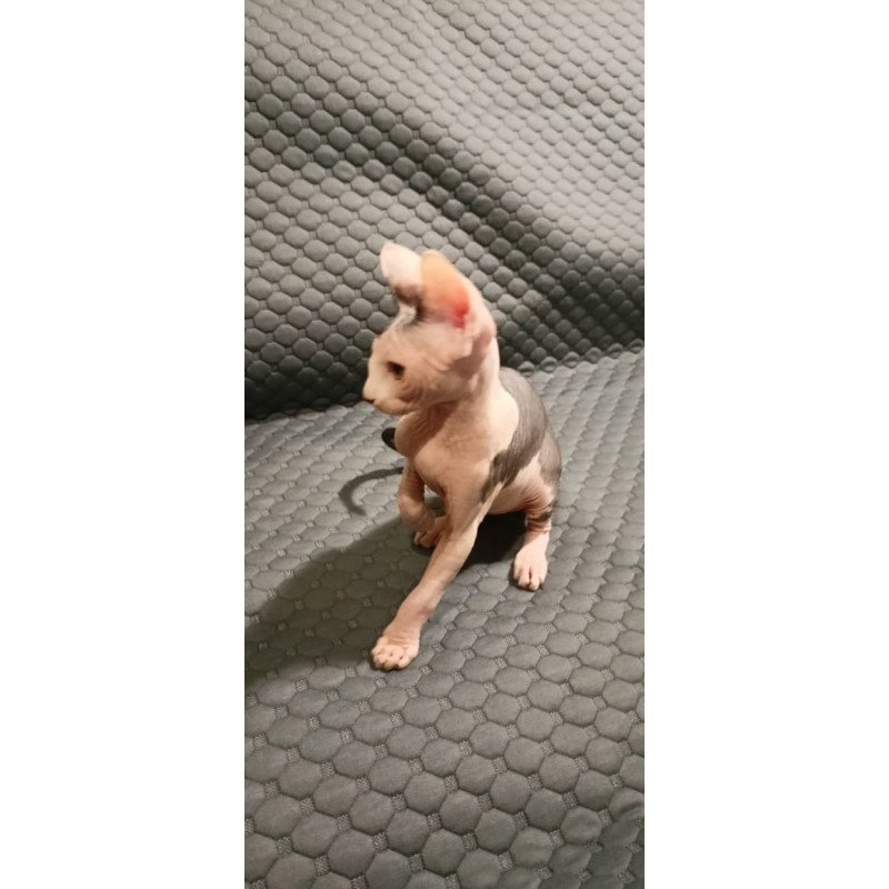 Sphynx POLIN Achilles