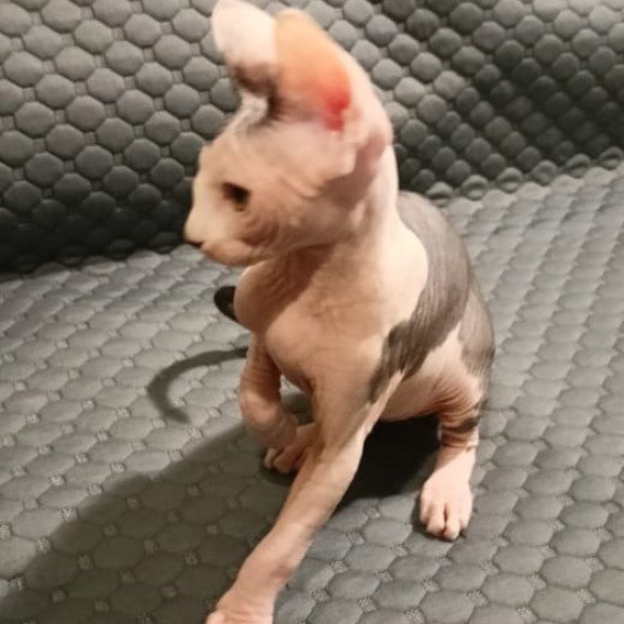 Sphynx POLIN Achilles