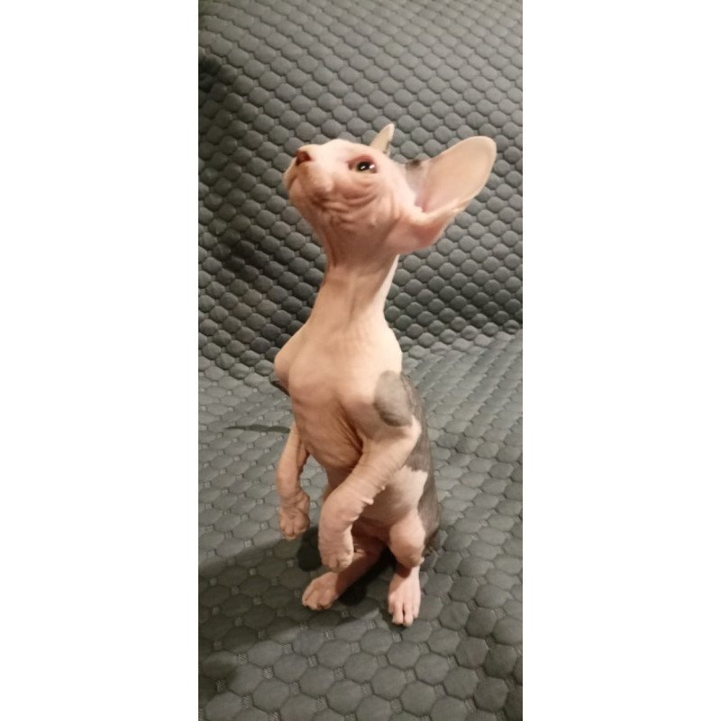 Sphynx POLIN Achilles