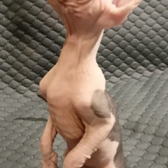 Sphynx POLIN Achilles