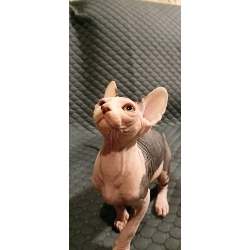 Sphynx POLIN Achilles