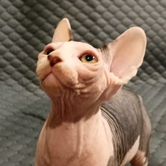 Sphynx POLIN Achilles