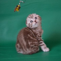 Scottish Prima