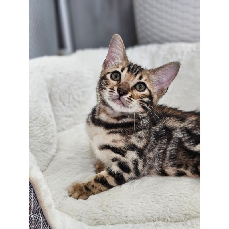 Bengal Tahiti