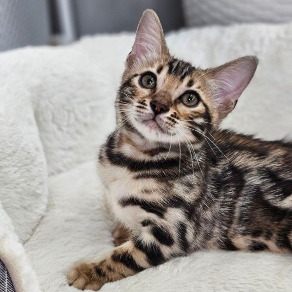 Bengal Tahiti