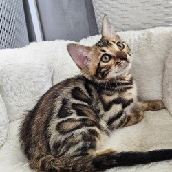Bengal Tahiti