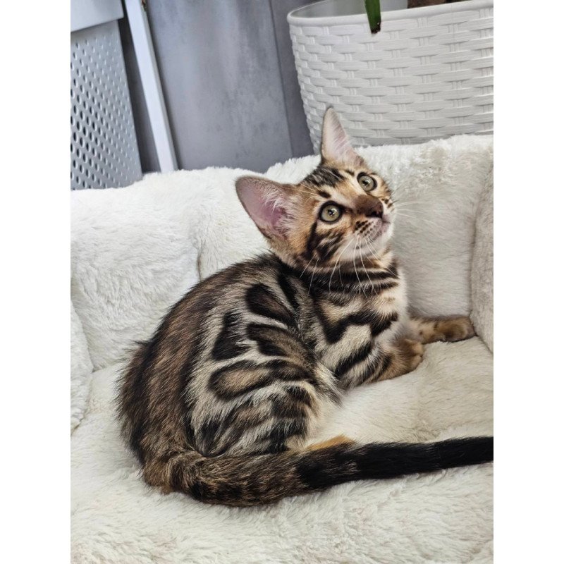 Bengal Tahiti