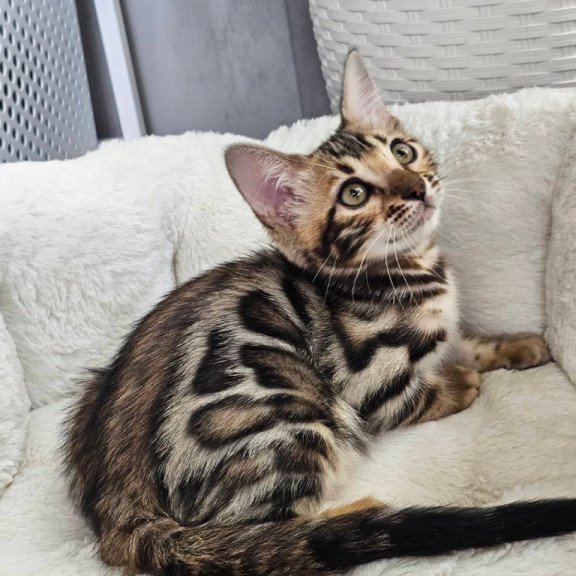 Bengal Tahiti