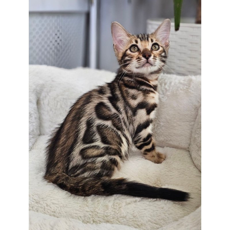 Bengal Tahiti