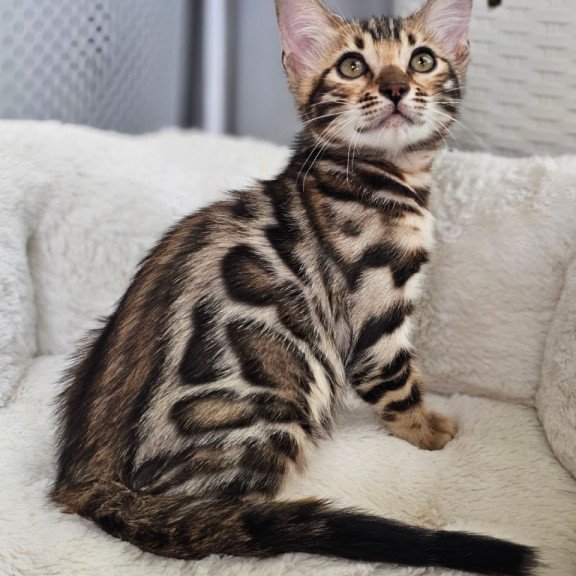 Bengal Tahiti