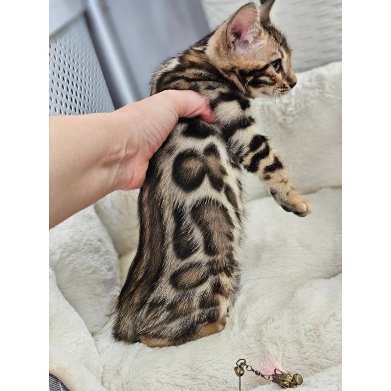 Bengal Tahiti