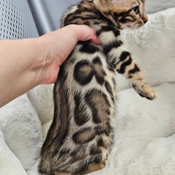 Bengal Tahiti