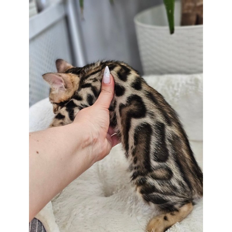 Bengal Tahiti