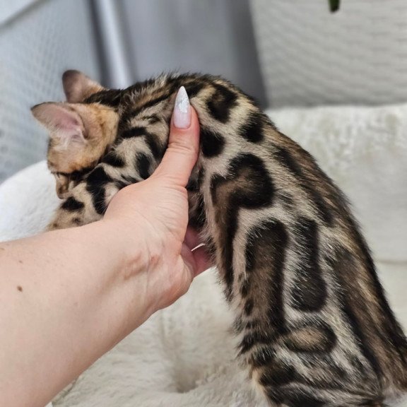Bengal Tahiti