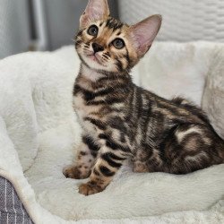Bengal Titan