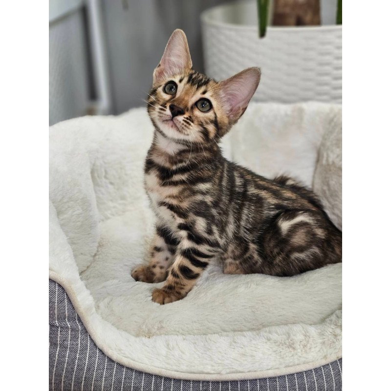 Bengal Titan