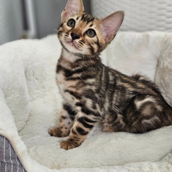 Bengal Titan