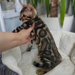 Bengal Titan