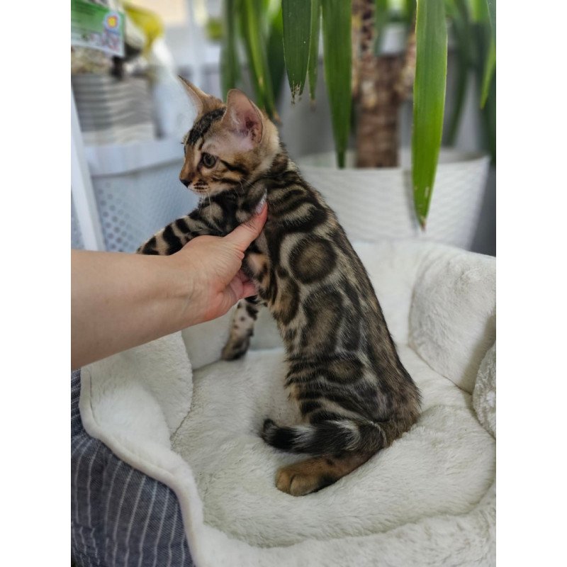 Bengal Titan