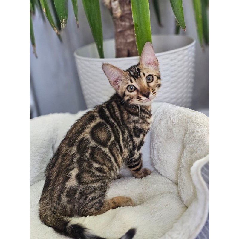 Bengal Titan