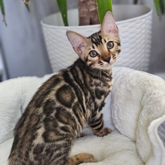 Bengal Titan