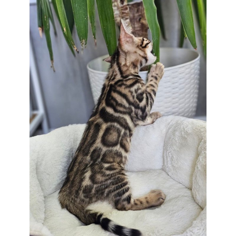 Bengal Titan