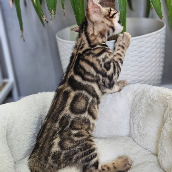 Bengal Titan