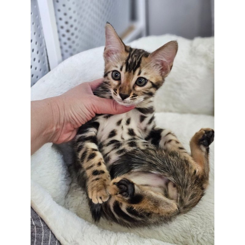 Bengal Titan