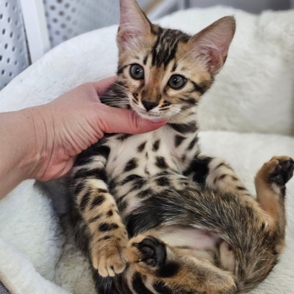 Bengal Titan