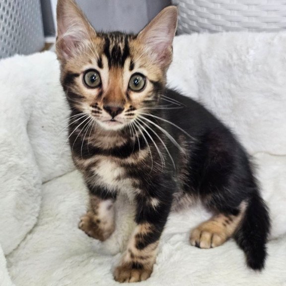 Bengal Toblerone