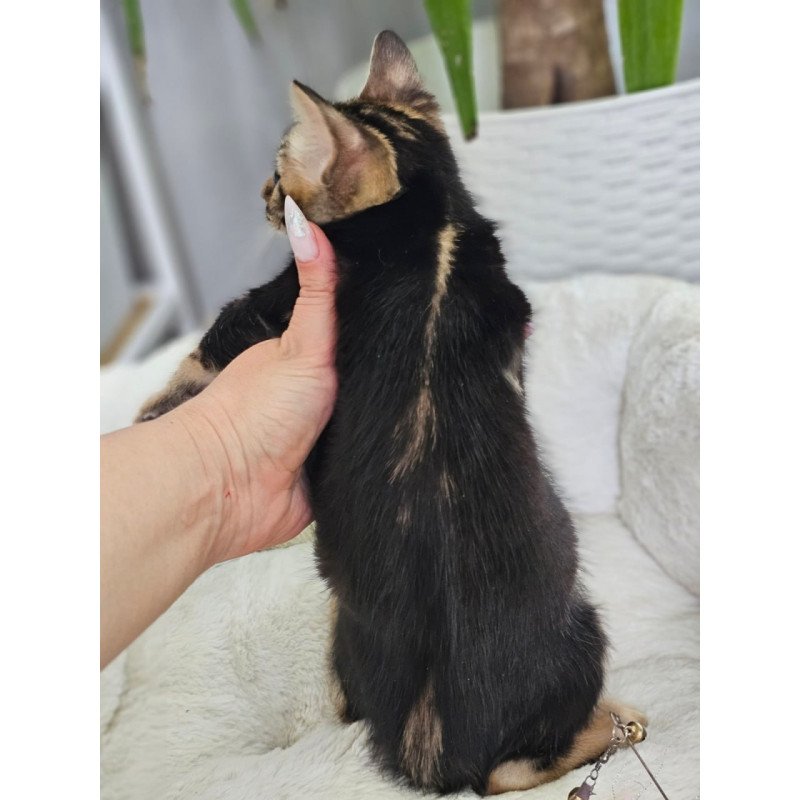 Bengal Toblerone