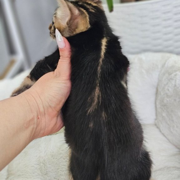 Bengal Toblerone