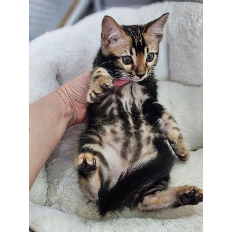 Bengal Toblerone