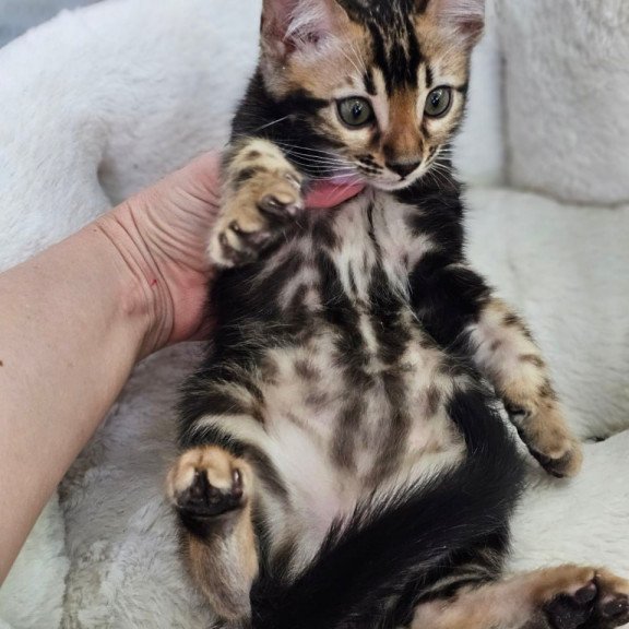 Bengal Toblerone