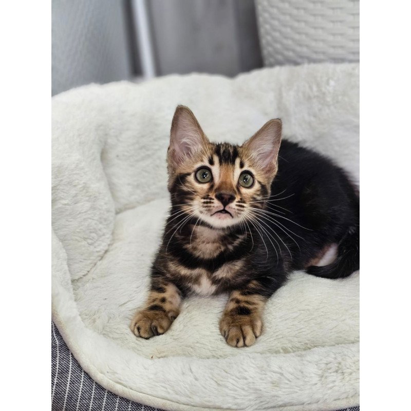 Bengal Toblerone