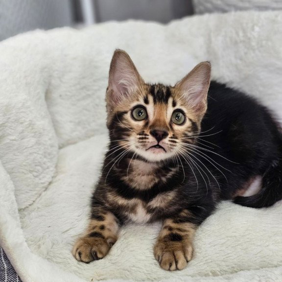 Bengal Toblerone
