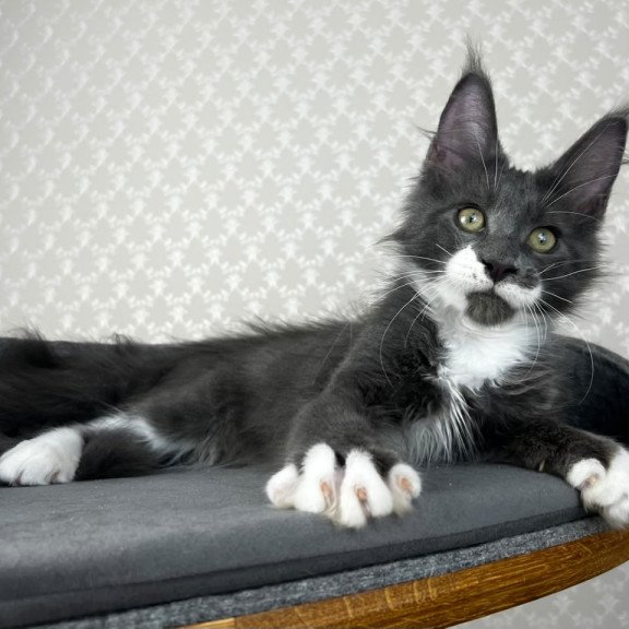 Maine Coon EZ Nautilus
