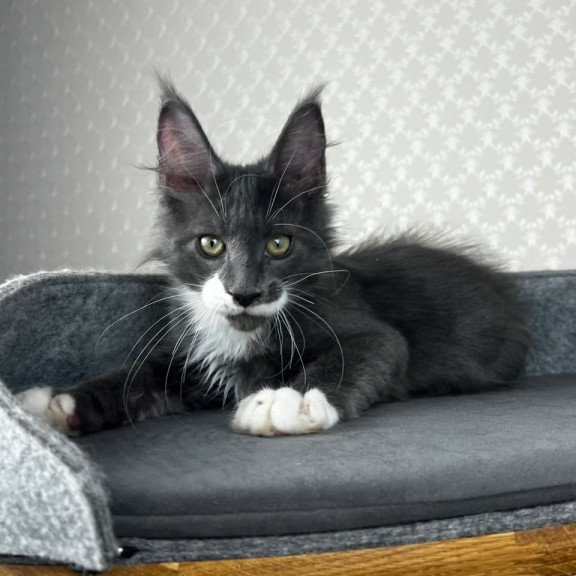 Maine Coon EZ Nautilus