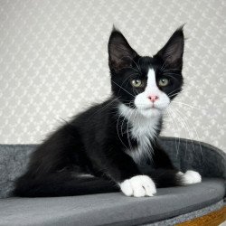 Maine Coon EZ Olaf